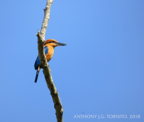A cinnamon-brown bird with bright blue wings and tail sits on a branch. It has a long, heavy bill.