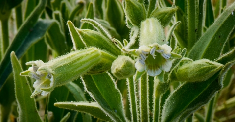 A close up of a flowering plant with fuzzy leaves