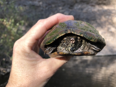 Native Sonora Mud Turtle being held by biologist.