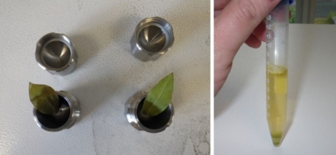 Left photo shows a top-down view of four small metal containers in a square formation, the two bottom bowls each hold one green leaf. Right photo shows a hand holding a test tube filled with liquid and leaf samples.
