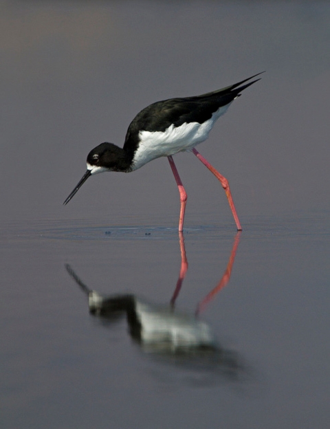 An ae’o wades in shallow water, capturing its reflection. It has a black upper body and white underbelly. It stands on two pink legs.