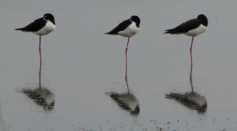 Three ae’o balance on one leg in shallow water with their heads tucked into their wings. They have black backs and white underbellies with pink legs. Their reflection bounces up from the water. 