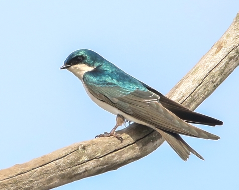 Iridescent blue, white, brown & black tree swallow standing on tree branch
