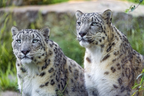 Two snow leopards, behind a window, stare intently at something in front of them.