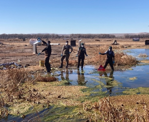 four volunteers working in a wetland
