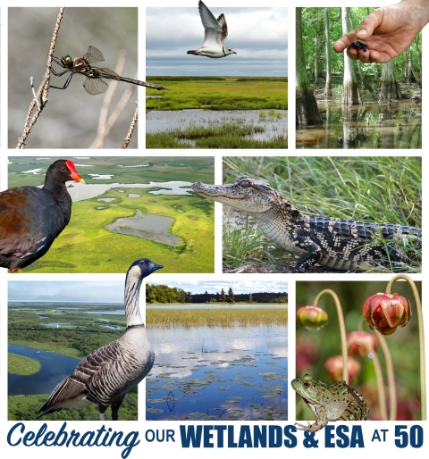 A collection of images showcasing different wetland habitats and wetland dependent species with text reading: Celebrating Our Wetlands and ESA at 50..