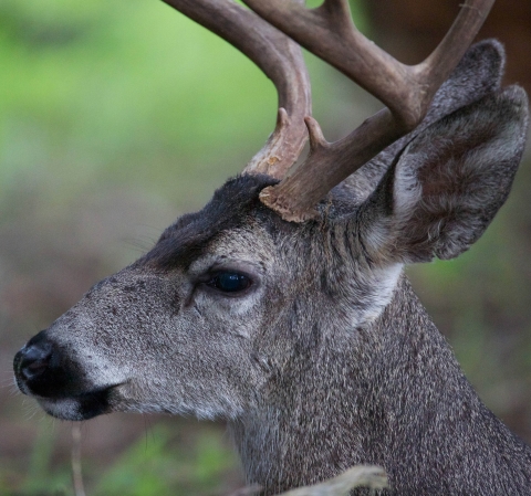 Reelfoot NWR Deer Quota Hunt