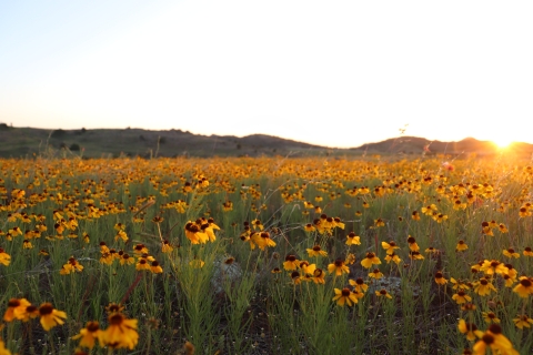 A field of yellow flowers blankets a grassland with small hills in the background. The setting sun casts a yellow hue over the field