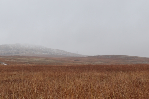 Fog sits low over a rolling grassland covered in beige grass