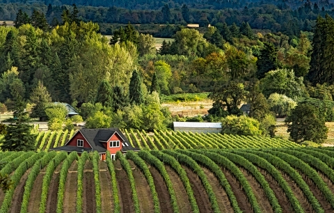 Vineyard with a red house