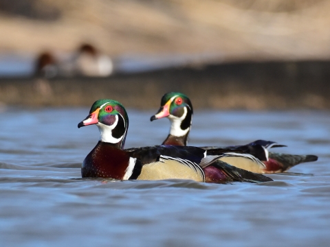 Two wood ducks on the water at LaCreek National Wildlife Refuge