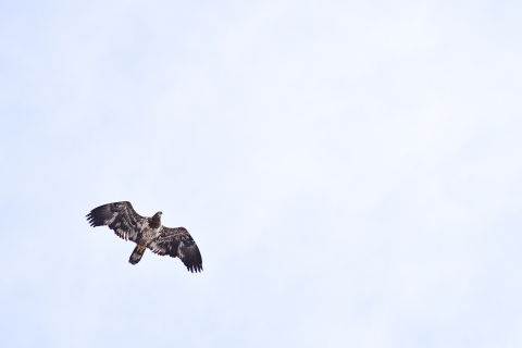 Looking up at a brown and cream-colored eagle in flight with sky behind it.