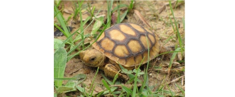A baby gopher tortoise crawls in the grass.
