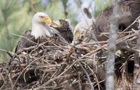 Bald eagle breeding pair in nest with chick