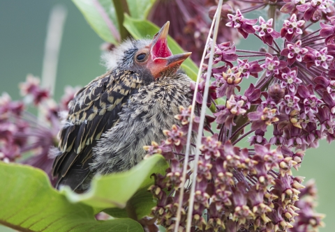 Close up of a side profile of a fledgling red-winged blackbird on a purple flowering milkweed plant.