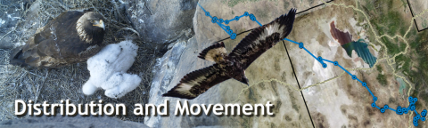 composite image of golden eagle nest, flying golden eagle, and telemetry tracking map of a golden eagle's movements