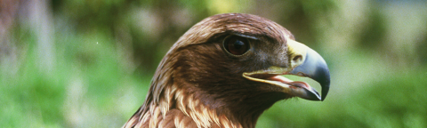 Face and head of golden eagle