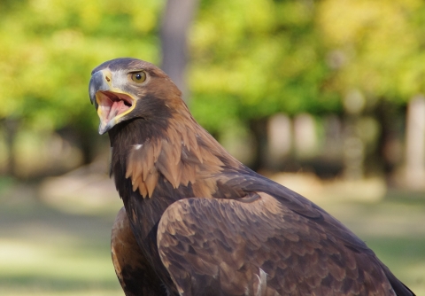 golden eagle perched with mouth open