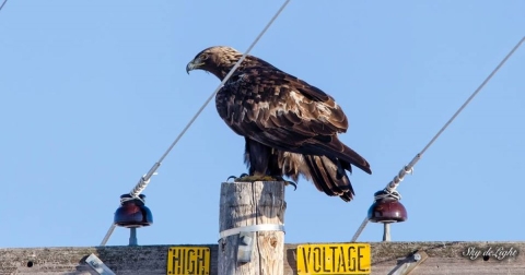 Golden eagle perched on top of a power pole