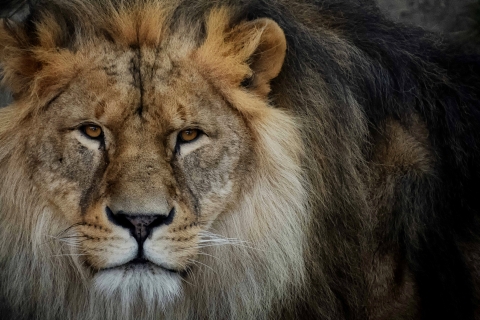 Close-up of male lion face looking directly ahead