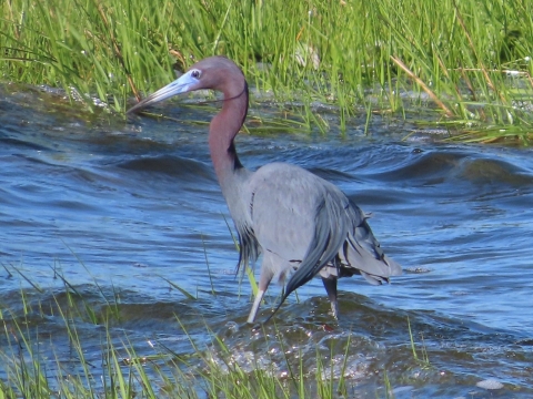 Silt-legged blue & maroon feathered, long-billed heron stands in blue water next to green marsh grass