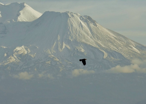Golden eagle flying with Mount Shasta in the background