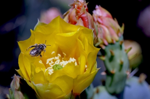 bee sitting on yellow flower