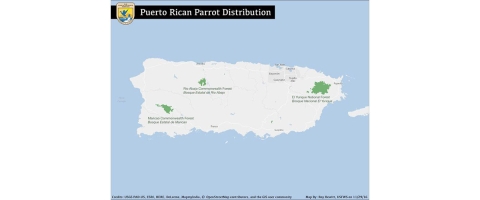 A map shows the three sites that support Puerto Rican parrots: (1) El Yunque National Forest, (2) Rio Abajo Commonwealth Forest, (3) Maricao Commonwealth Forest.