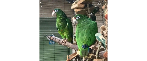 Two Puerto Rican parrots sit on a tree limb in their cages.