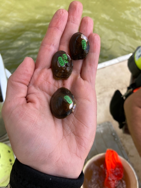 a hand hold three mussels with small green tags