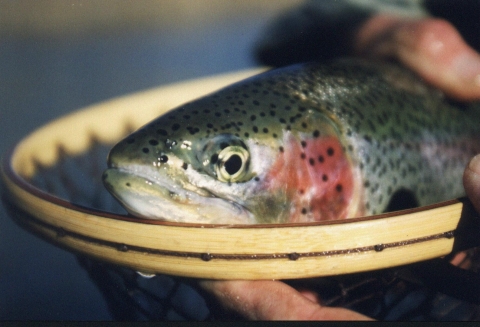 Rainbow trout close up in net