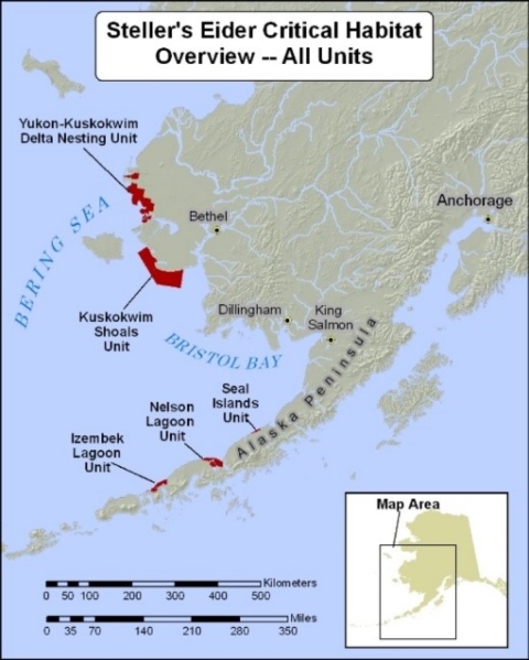 A map showing Steller's Eider Critical Habitat in Western Alaska, from the Yukon-Kuskokwim area down to the Alaska Peninsula. Steller's eider critical habitat is noted as the Yukon-Kuskokwim Delta Nesting Unit, Kuskokwim Shoals Unit, Izembek Lagoon Unit, Nelson Lagoon Unit, and Seal Islands Unit.