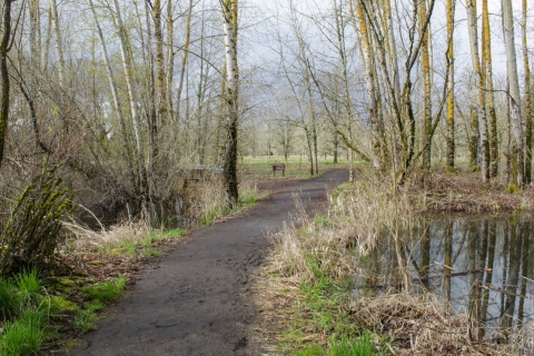 A packed gravel trail goes along a pond and through trees. 