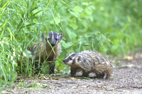 Pair of young badgers along the edge of a walking path partially obscured by tall green grasses and plants.