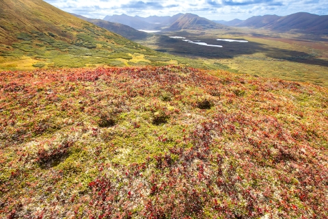 Large imprints form a trail over the tundra of a mountain ridge with fall colors.