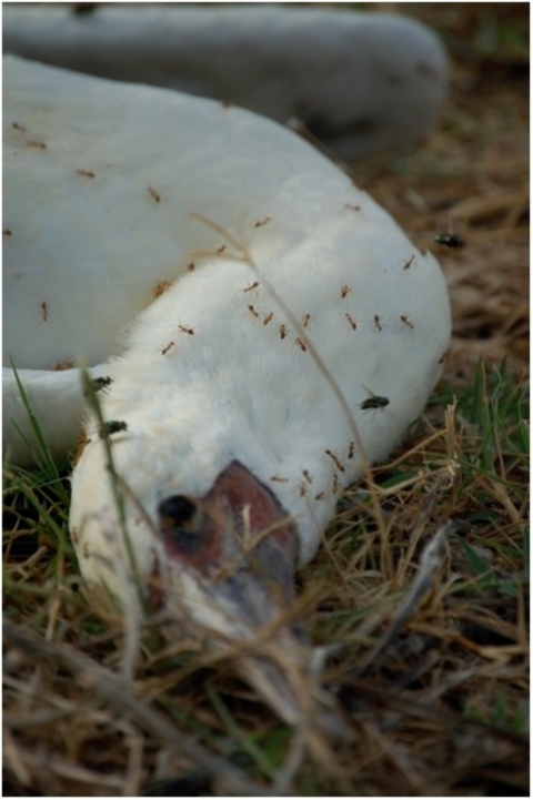 Yellow crazy ants swarm the body of a red-footed booby. 