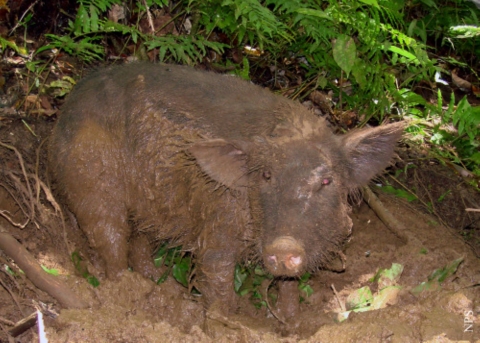 A feral pig sits in the mud