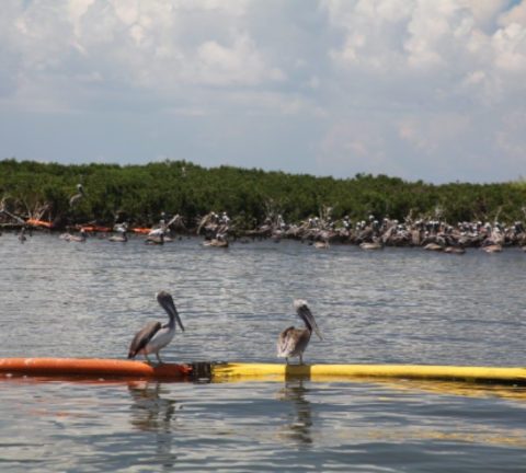 Brown pelicans on an oil spill containment boom near Queen Bess Island. 