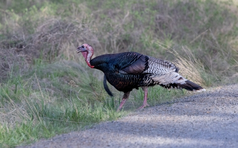 Turkey walking along a gravel path