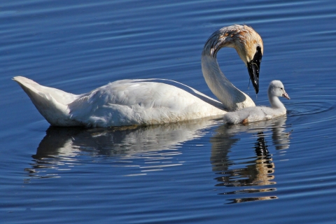 An adult swan swims next to its chick
