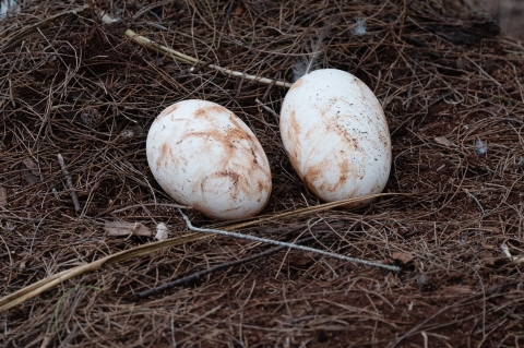 Two eggs the size of small avocados in a ground nest made of pine needles. 