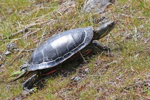 A painted turtle walks up a grassy slope