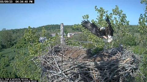 Adult eagle landing in nest with a freshly caught fish – dinner for the eaglet