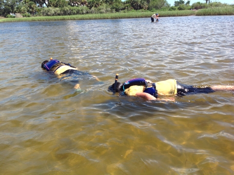 Snorkeling at the St. Marks National Wildlife Refuge