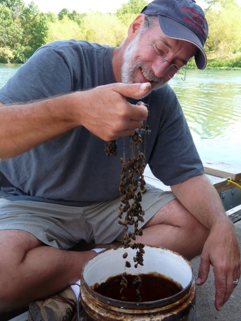 A man sits with a bucket of juvenile freshwater mussels