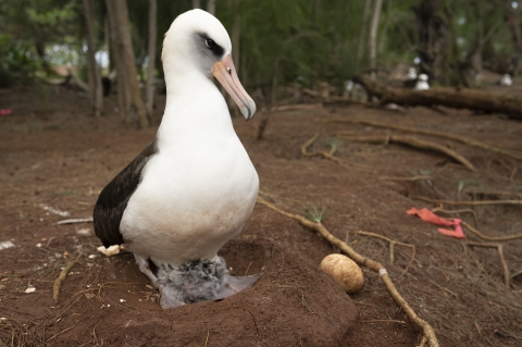 A large white bird sits on a ground made from a mount of dirt with a indent in the center. There is a gray-downy baby albatross the size of an avocado in the center of the nest between its moms two webbed feet. Egg shells are visible behind the nest and there is an unbroken egg just to the right of the nest. 