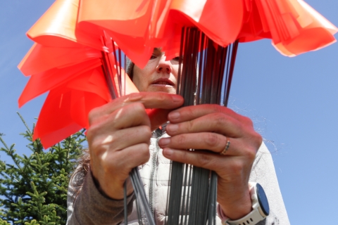 Woman holding orange marker flags in each hand, counting them and moving them from one hand to the other with her fingers.