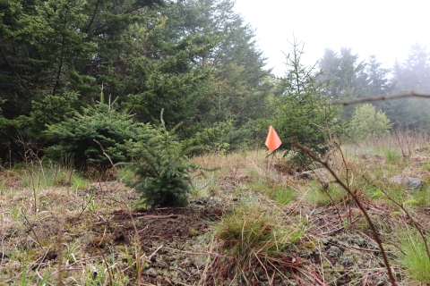 Freshly planted trees in a field with an orange marker flag beside it and large conifer trees in the background.