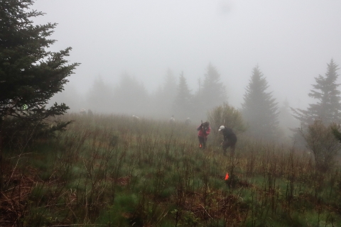 People standing in a foggy field, planting a tree