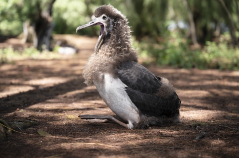 A large watermelon sized chick with a downy head, white feathered chest and gray feathered wings opens its mouth up for a yawn. It looks awkward and adorable. 